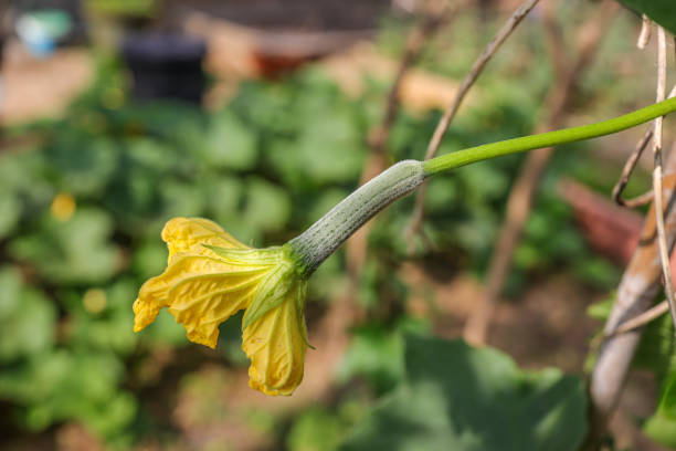 Sponge gourd with flower on the branch. Luffa aegyptiaca, the sponge gourd, Egyptian cucumber or Vietnamese luffa, is an annual species of vine cultivated for its fruit, native to South and Southeast Asia. sponge bath sponge nature animal stock pictures, royalty-free photos & images
