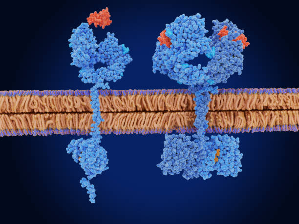 istock The epidermal growth factor receptor in the inactive and active form. The epidermal growth factor (red) promotes migration, adhesion and proliferation  of cells. 1414624244