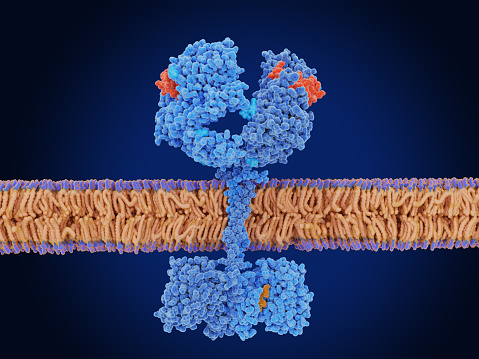 The epidermal growth factor (EGF, red) activates the EGF receptor by binding to it. The activated receptor promotes migration, adhesion and proliferation  of cells. Source: PDB entries, 1 EGF,  1nql, 1ivo, 2jwa, 1m17 and 2gs6.