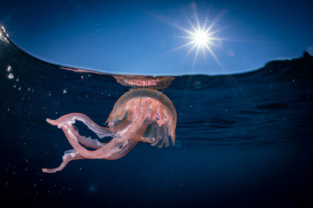 istock Beautiful jellyfish underwater in Mediterranean sea 1414625396