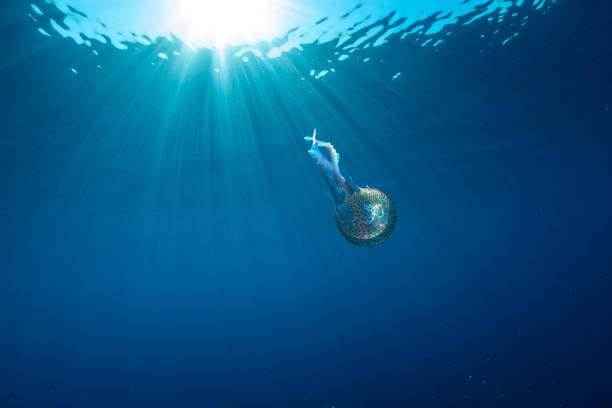 istock Beautiful jellyfish underwater in Mediterranean sea 1414625402