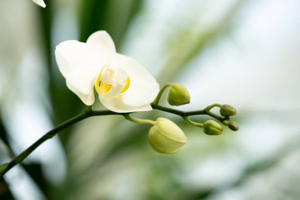 White orchidea. stock photo