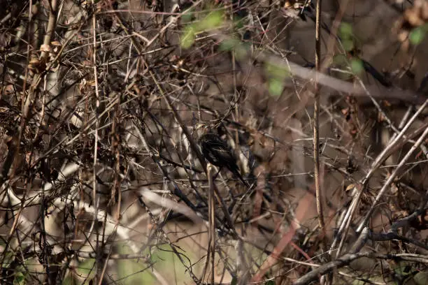 Female red-winged blackbird (Agelaius phoeniceus) looking over her shoulder while she blends in with brown foliage
