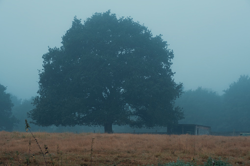A lone oak tree in the countryside on a mist and foggy autumn morning, Asturias Spain.