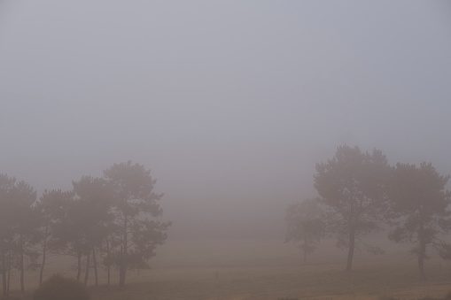 Mist autumnal landscape