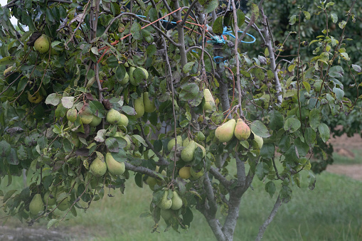 A pear tree laden with fruit in the autumn.