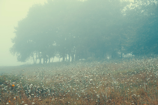 A wildflower meadow envelopped in fog on a cold misty Aurumn morning, Asturias, Spain