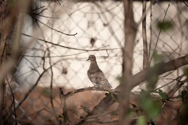 Mourning dove (Zenaida macroura) behind a chain link fence facing right