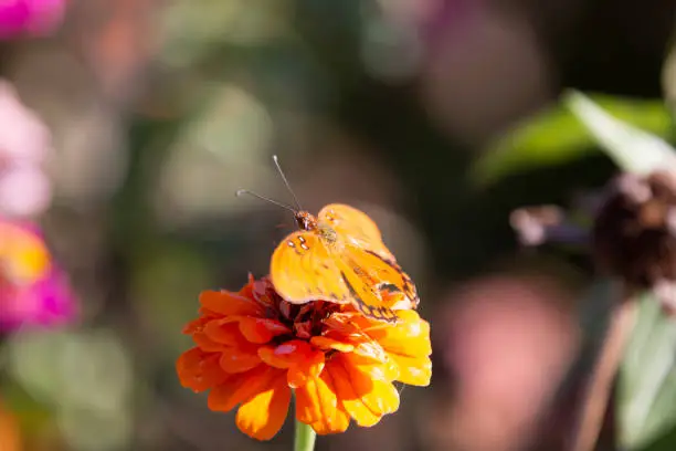 Gulf fritillary butterfly (Agraulis vanillae) perched on an orange zinnia flower