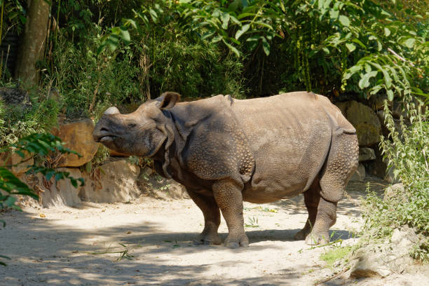 59 Javan Rhinoceros Stock Photos, Pictures & Royalty-Free Images - iStock |  Sumatran rhinoceros, Indian rhinoceros, Amur leopard