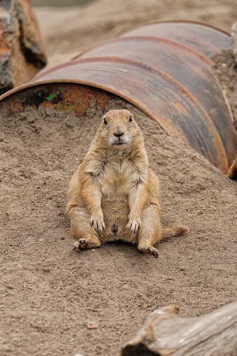 Crowded place. Steppe ground squirrel sits on the sand.