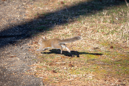 Eastern gray squirrel (Sciurus carolinensis) leaping as it runs toward cement