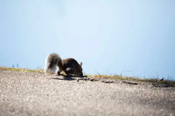 Eastern gray squirrel (Sciurus carolinensis) foraging on the ground along a shore