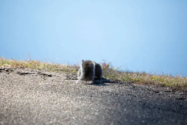 Bushy tail of an eastern gray squirrel (Sciurus carolinensis) foraging along the edge of a pathway