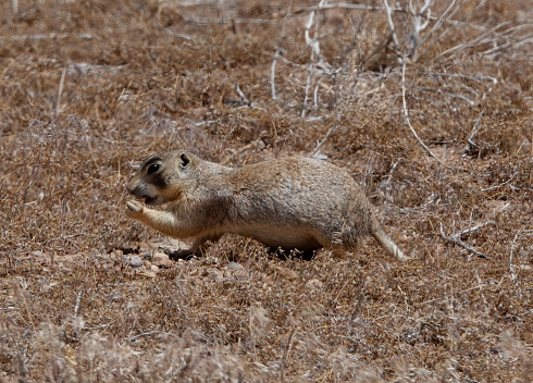 Muránska planina National Park.\nThe European ground squirrel is about the size of a brown rat, with an adult measuring 20 to 23 cm (8 to 9 in) and a weight of 240 to 340 g. It has a slender build with a short bushy tail. The short dense fur is yellowish-grey, tinged with red, with a few indistinct pale and dark spots on the back. The underside is pale with a sandy-coloured abdomen. The large dark eyes are placed high on the head and the small, rounded ears are hidden in the fur.  The legs are powerful with sharp claws well adapted for digging. Males are slightly larger than females otherwise they look alike.