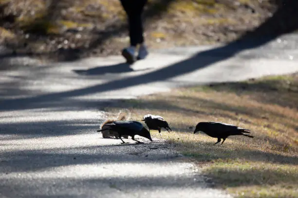 Three American crows (Corvus brachyrhynchos) snacking on grasses with an eastern gray squirrel (Sciurus carolinensis) as a person speed walks down the path