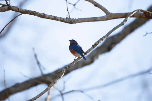 Eastern bluebird (Sialia sialis) looking around from its perch on a tree branch