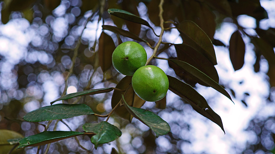 Chrysophyllum cainito fruit or Star Apple or Achras cainito or Cainito or Caimito is oval in shape with shiny skin