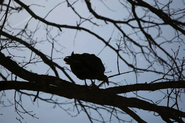 Silhouette of a turkey vulture (Cathartes aura) on a tree branch