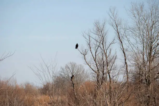 Pair of turkey vultures (Cathartes aura) perched on trees