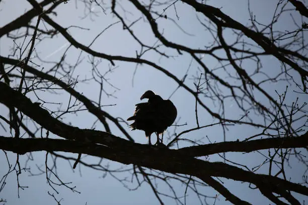 Silhouette of a turkey vulture (Cathartes aura) looking over its shoulder on a tree branch