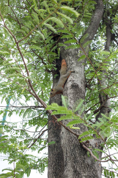 istock The squirrel posing on a tree and sitting on a tree in the park. 1414636055