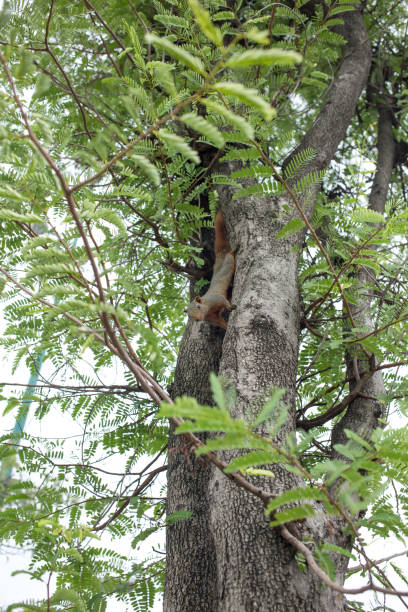 istock The squirrel posing on a tree and sitting on a tree in the park. 1414636056