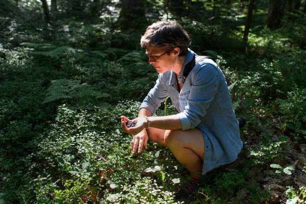 istock A squatting woman collects blueberries in a forest 1414636059