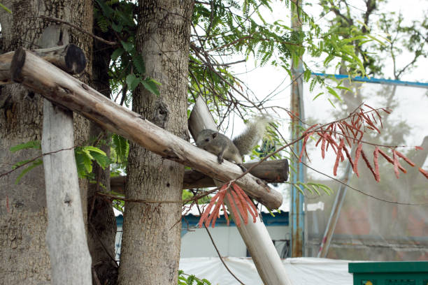 istock The squirrel posing on a tree and sitting on a tree in the park. 1414636067