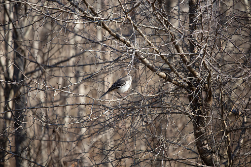 Curious northern mockingbird (Mimus poslyglotto) perched on a tree branch