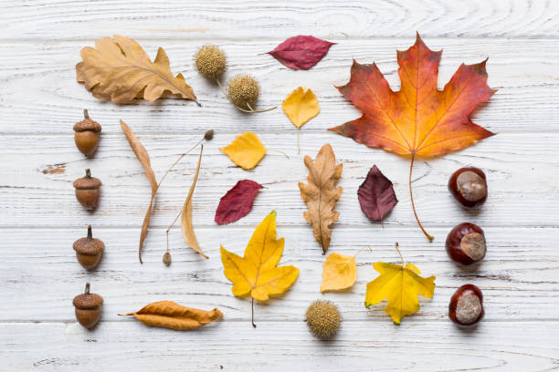 istock Autumn composition. Pattern made of dried leaves and other design accessories on table. Flat lay, top view 1414636759
