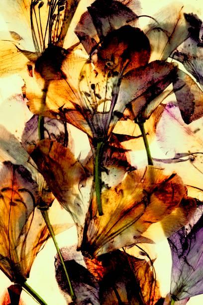istock Colorful dried petals  Rhododendron 1414636997