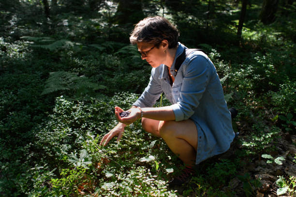 istock A woman collects blueberries in a forest 1414637094