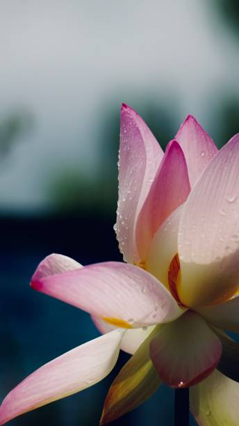 istock Pink Lotus Blossom 10 1414638446