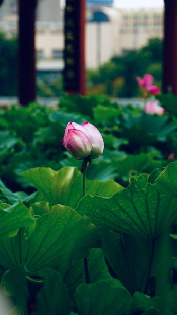 istock Pink Lotus Blossom 13 1414638472