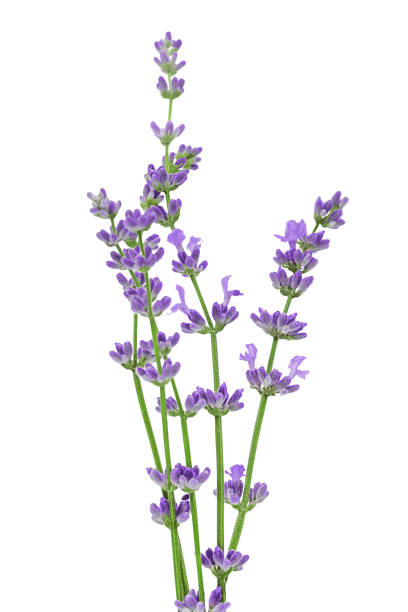 istock fresh lavender flowers isolated on a white background 1414638839