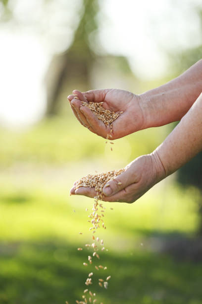 istock women's hands pour wheat grains through their fingers. Spring harvest from the fields. Close-up. The concept of agriculture 1414639550