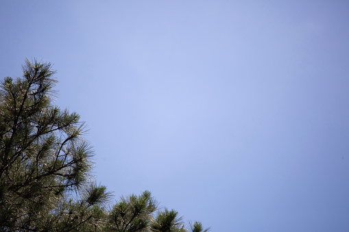 Pine Tree and Blue Sky