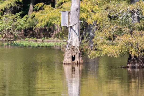 Wooden wood duck (Aix sponsa) nesting box on a tree above a natural nesting cavity in water