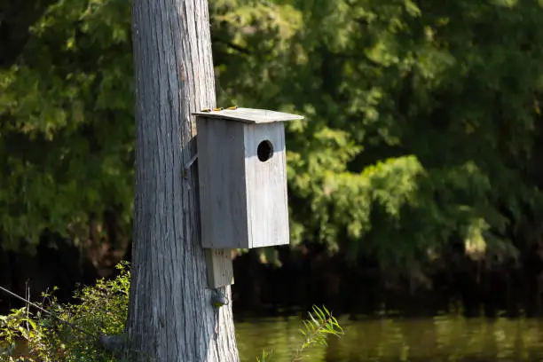 Wooden wood duck (Aix sponsa) nesting box on a tree above water