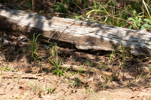 istock Wood at the Edge of a Forest 1414640301