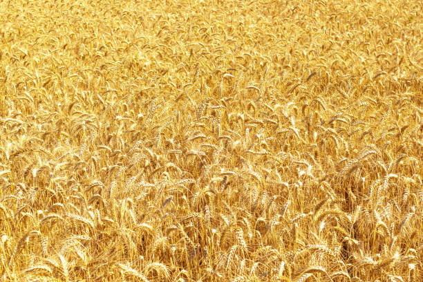 istock Gold wheat field and blue sky. Crops field. Selective focus 1414641403