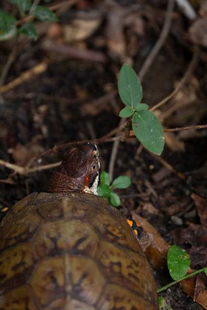 mosquito tigre asiático en una tortuga de caja oriental - ecosystem animals in the wild wood turtle fotografías e imágenes de stock