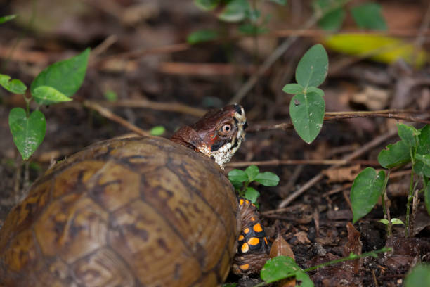 asian tiger mosquito on an eastern box turtle - ecosystem animals in the wild wood turtle imagens e fotografias de stock