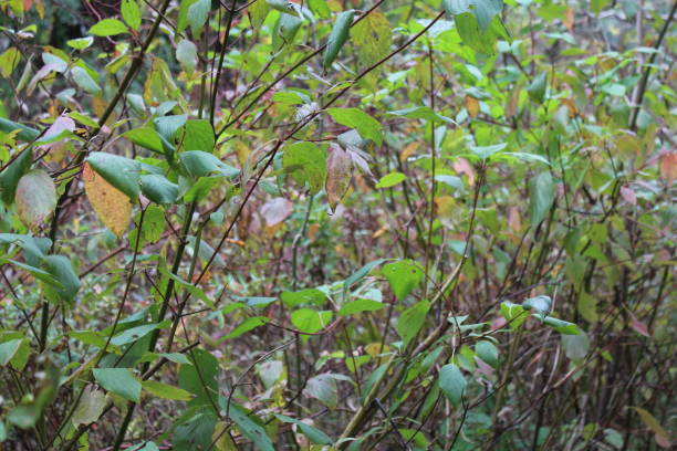 istock Dogwood in the Autumn 1414641466