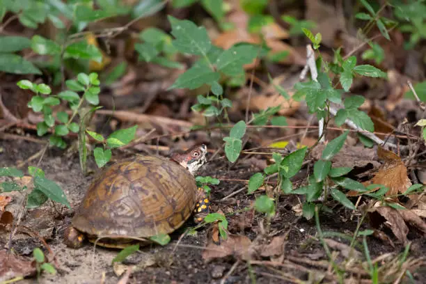 Eastern box turtle (Terrapene carolina carolina) with an Asian tiger mosquito (Aedes albopictus) on its neck in the dirt near green foliage