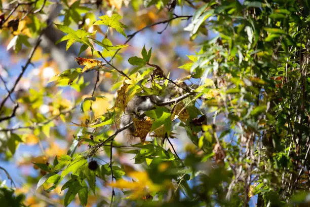 Eastern gray squirrel (Sciurus carolinensis) foraging on a sweetgum tree