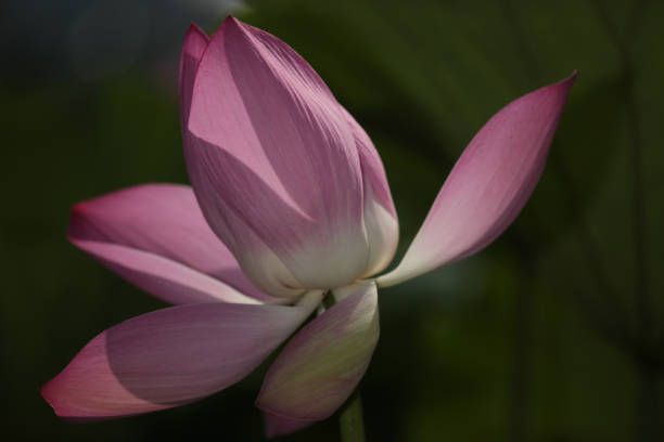 istock Blooming lotus flowers in the park 1414643921