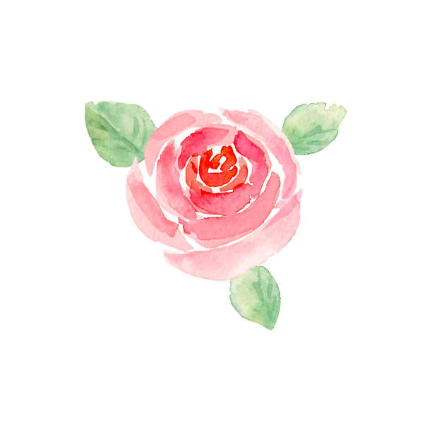 Watercolor hand drawn pink rose flower and leaves vector art illustration