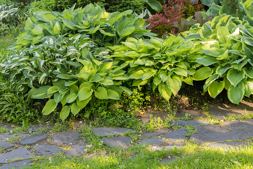 A large white Variegated Monstera Deliciosa \